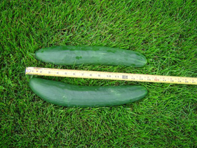 Cucumbers John Evans