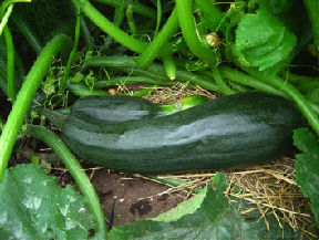 zucchinis-after