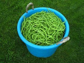 Green Beans