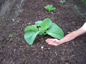 John Evans Cabbage Before