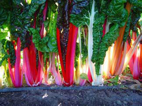 swiss chard