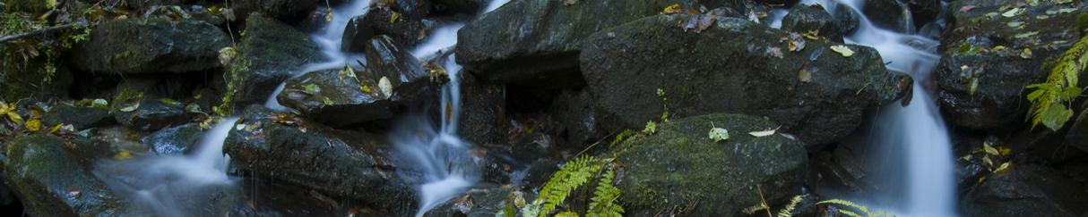 The Vortex Water Revitalizer will kill bacteria